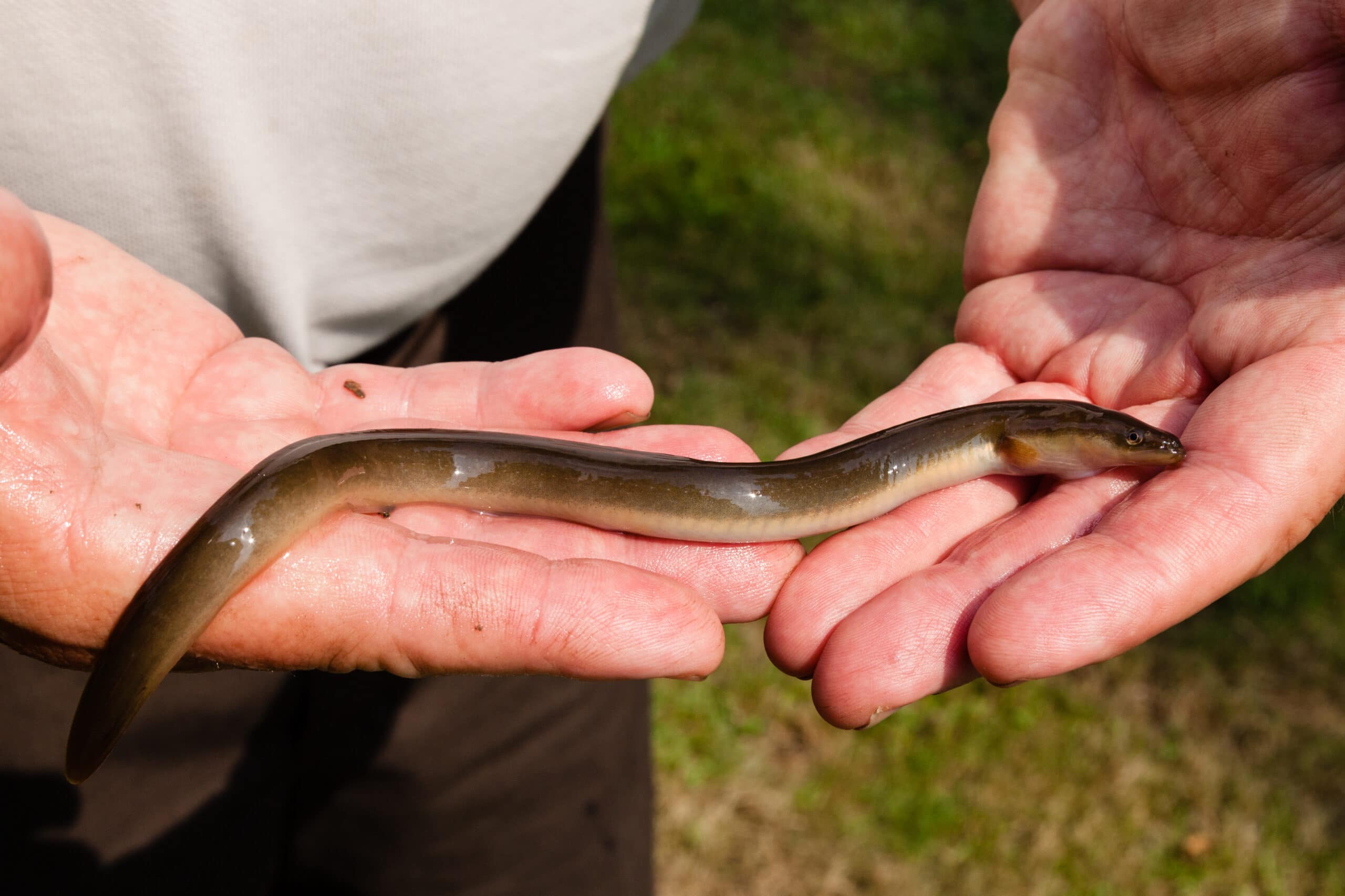Eel ( Belut)